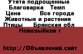 Утята подрощенные “Благоварка“,“Темп“ › Цена ­ 100 - Все города Животные и растения » Птицы   . Брянская обл.,Новозыбков г.